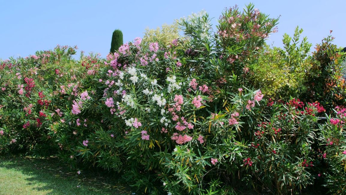 oleander hedge