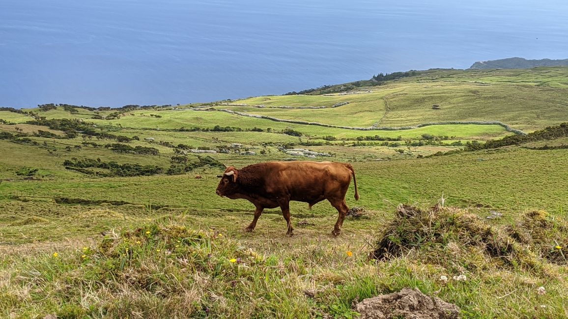 Day 18: Whales, dolphins, and cows .... many cows on Pico