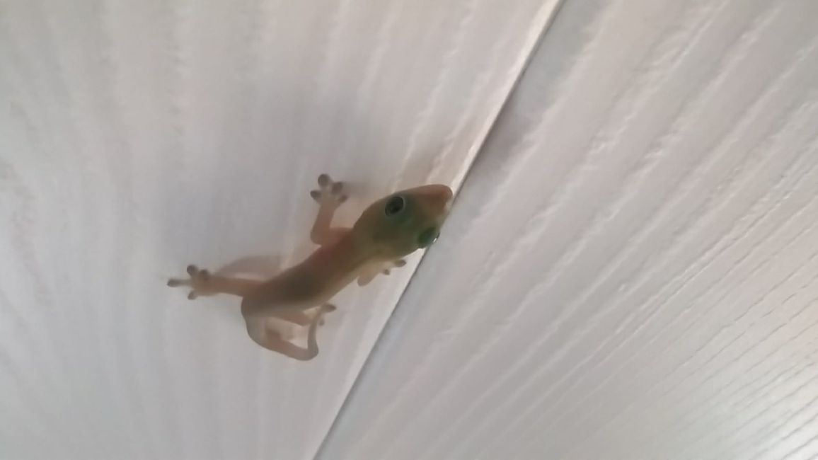 Mini-Gecko