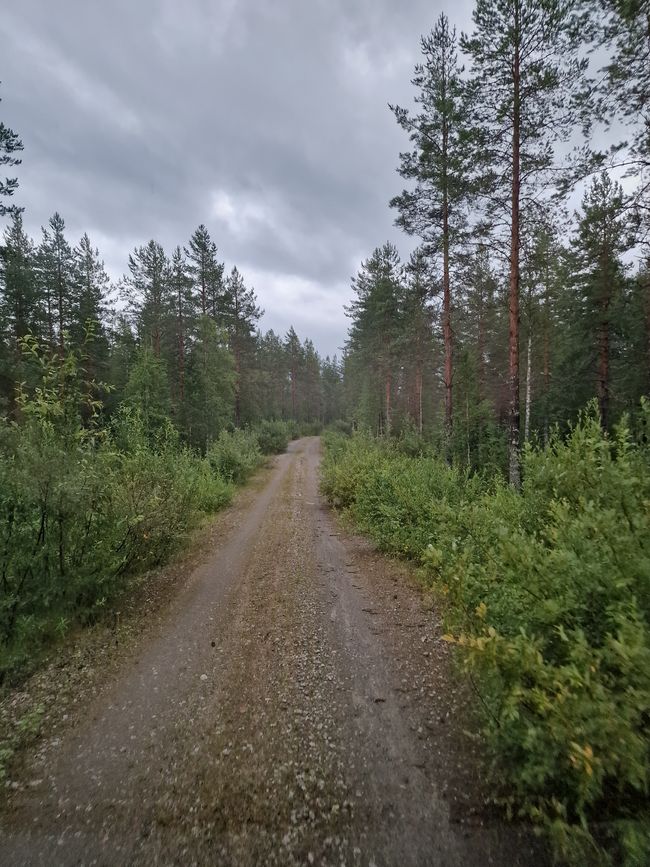 Roads deep in the woods