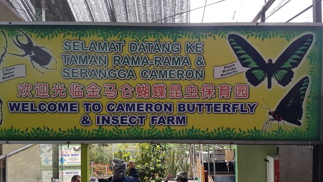 Butterfly and insect farm. 