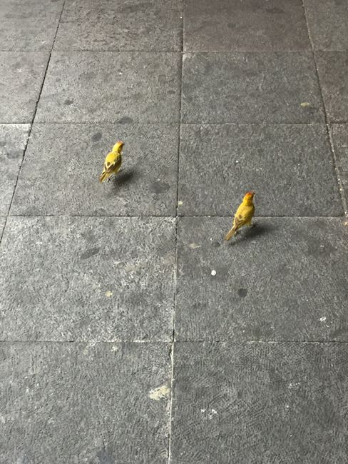 Daniela says they are yellow sparrows