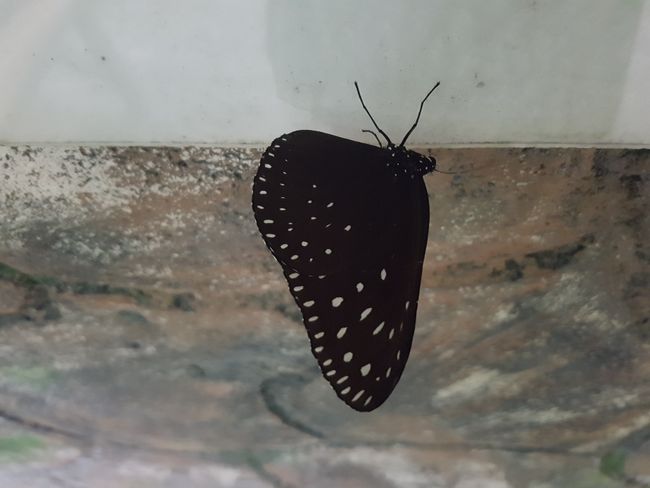Kelebek Parkı ve Negara Mescidi