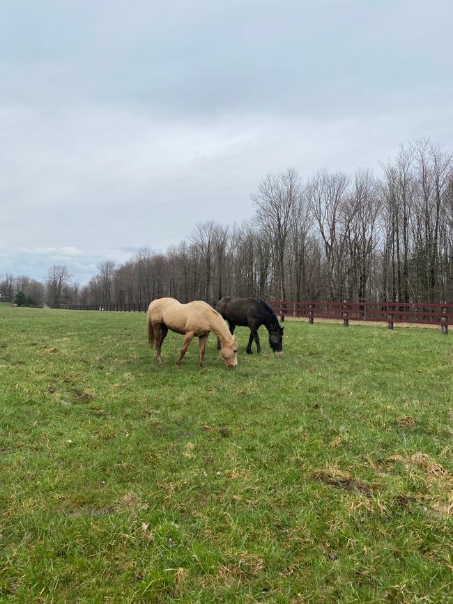 Pferde auf der Weide/ horses out on pasture