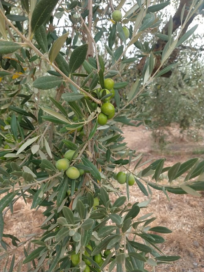 Kupitia de la Plata, Seville