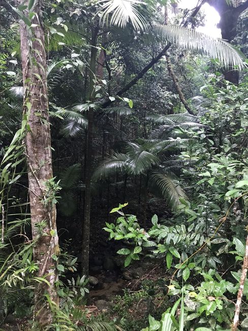 Daintree Rain Forest