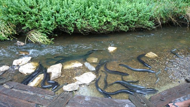 Tame eels at Jester House estate