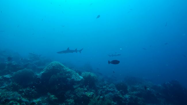 Reef sharks visit us (can you find the three of them?)