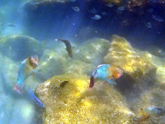 Mexico - Colorful Fish in the Yal Ku Lagoon