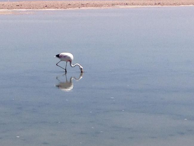 Flamingos and Salt Lagoons
