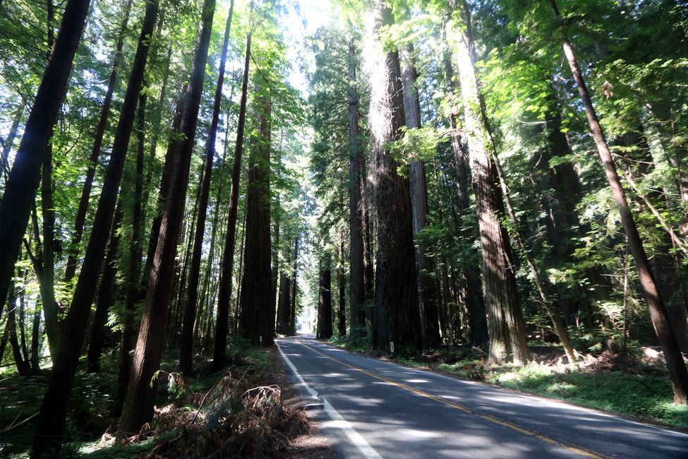 "Avenue of the Giants" - कैलिफोर्नियायां तस्मादपि अधिकाः वृक्षदिग्गजाः 😉