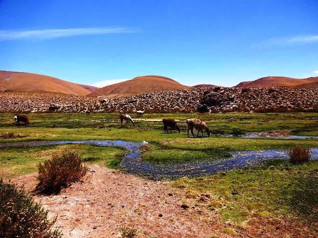 Atacama to the north of Geysers Tatio