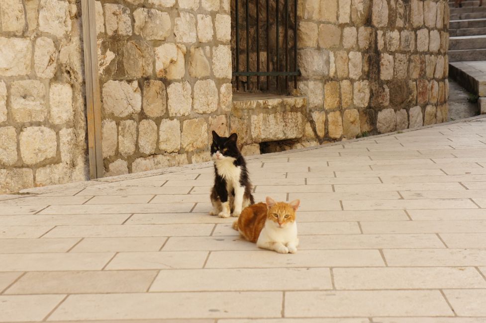 The cats of Kotor