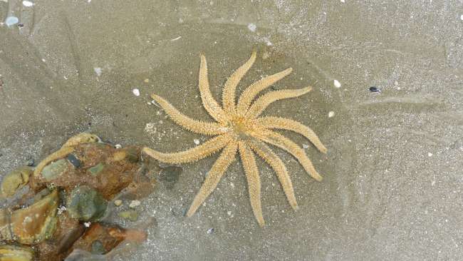 Starfish in the waterhole during low tide