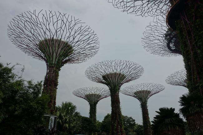 Supertrees