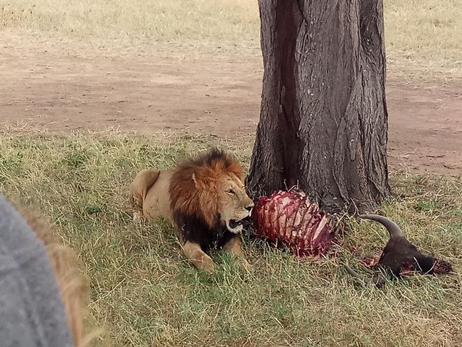Löwe, Serengeti