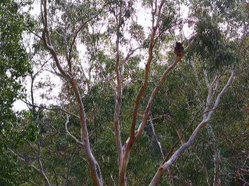 Ein Koala in einem kleinen Reservat am Rande der Stadt 