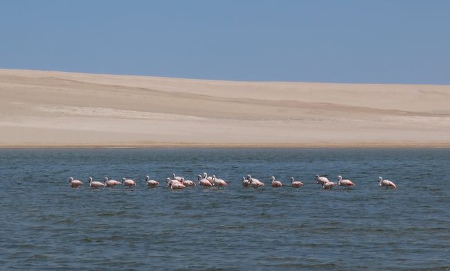 Flamingos im Salzsee