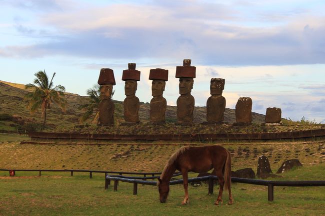 Moai and some other island residents early in the morning at Anakena Beach