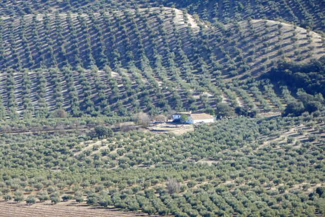 Olives - L'or vert de l'Andalousie