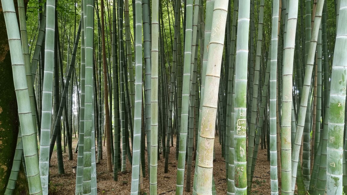 Giant bamboo forest