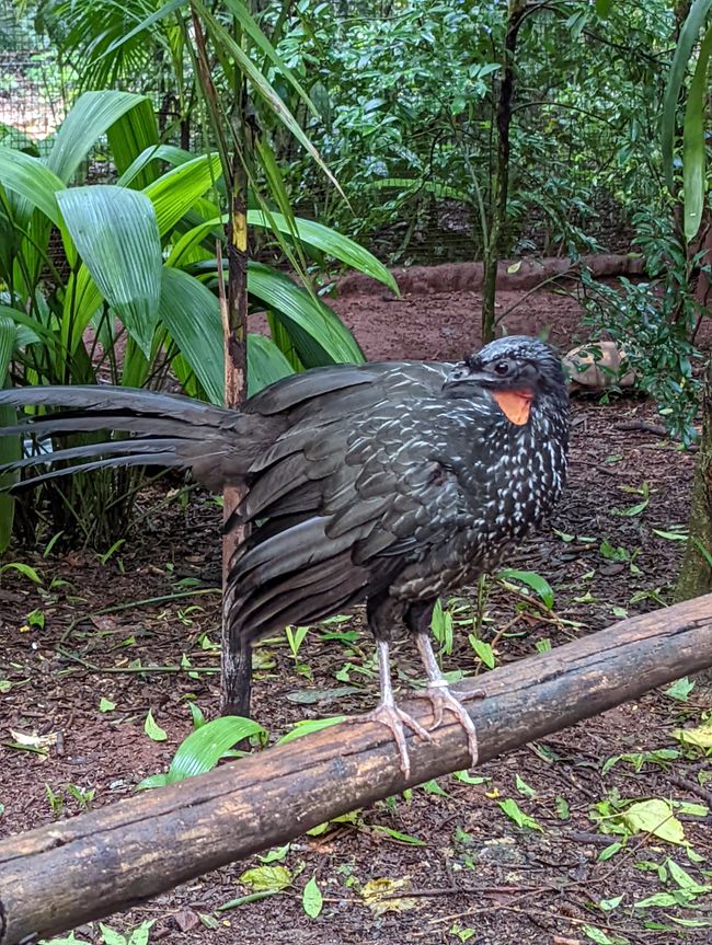 07.06.2022 - Vogelpark und Wasserfälle