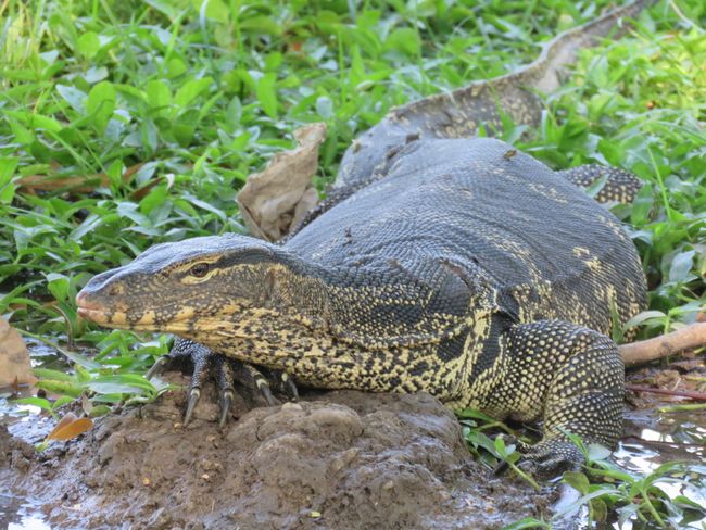 Waran im Lumpini-Park