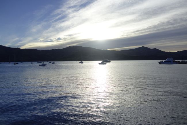 Day 36 to 40: Dunedin, Lake Tekapo and Christchurch