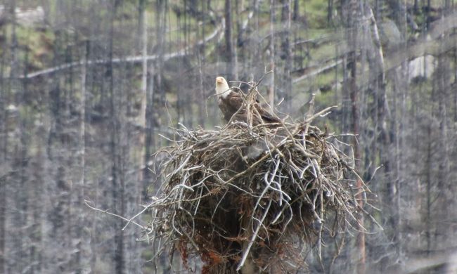 a bald eagle in its nest