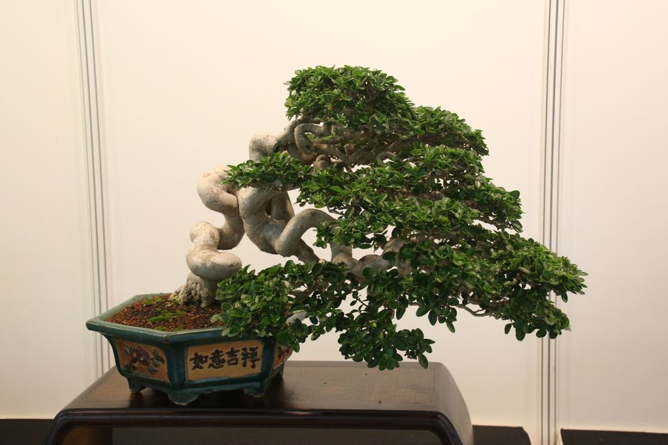 Bonsai Ausstellung