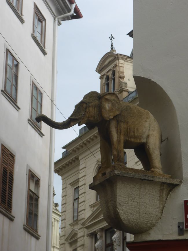 elephantine 
