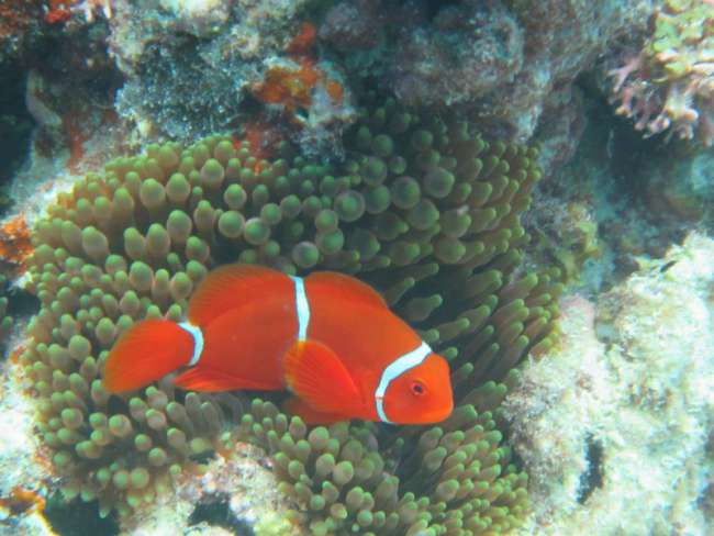 Tag 10: Tauchen Great Barrier Reef vs. Resort