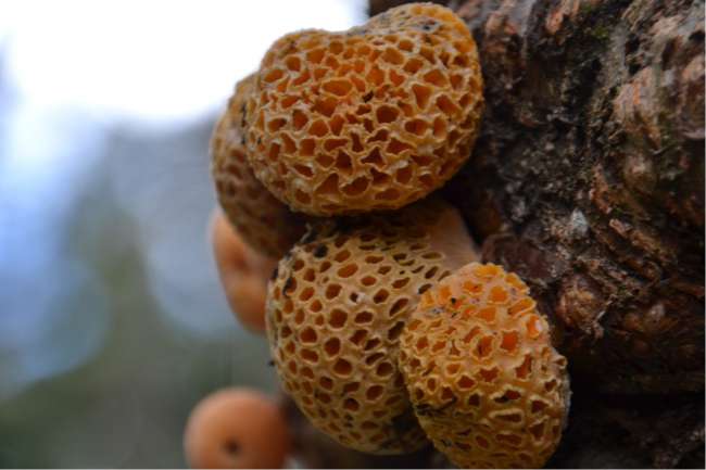 Diese Darwin-Pilze wuchsen überall auf den Bäumen 