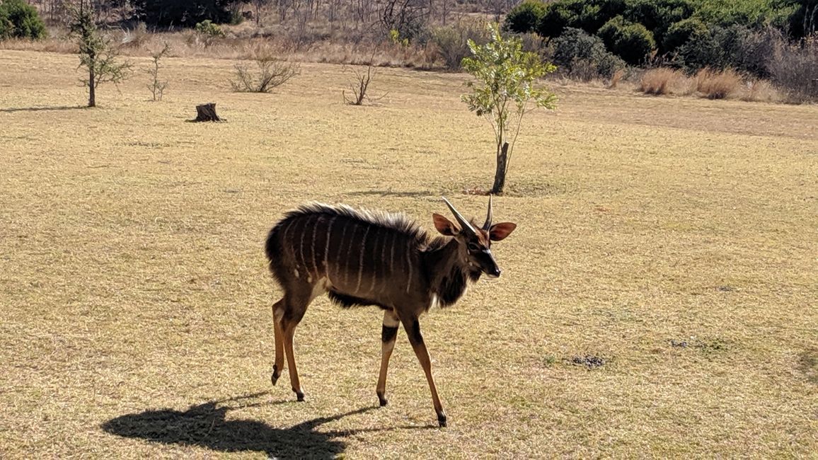 Letsatsi la 9: Ho tloha Pilanesberg NP ho ea Kololo Game Reserve
