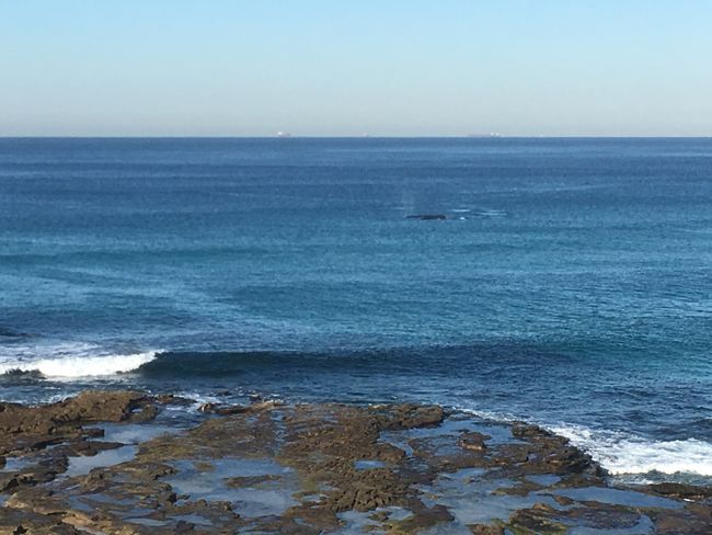 von der Küste aus kann man gelegentlich einen Wal sehen
