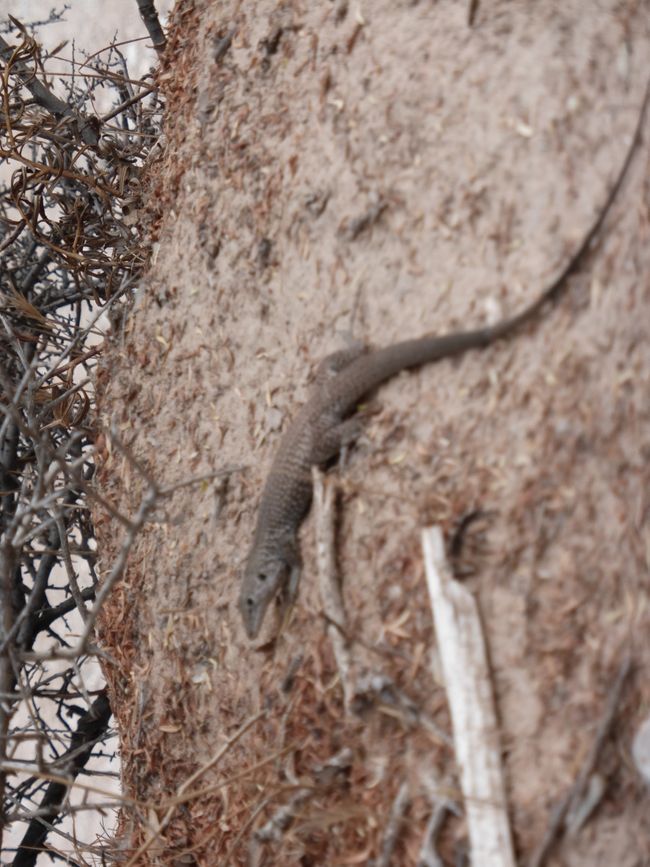 Lizard in Death Valley