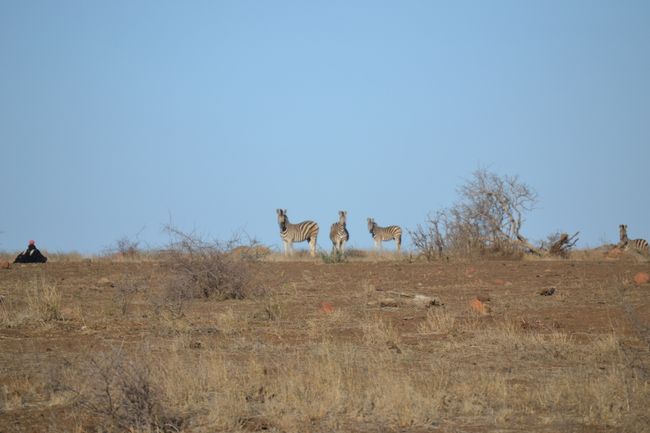 Kruger National Park - Update 17.10.