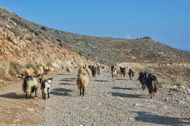 Eine ganz normale Straßensituation auf Kreta