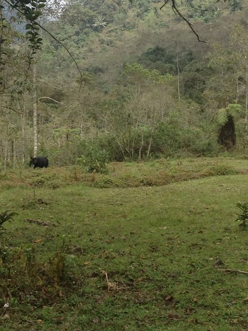 Danta de Paramo beim Futtersuchen! Kein Bär, wie ich erst glaubte (daher der Sicherheitsabstand), sondern ein Tapir.