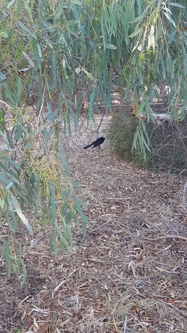 And this bird too. But other than that, I didn't discover anything here today, no kangaroos. They were hiding well.