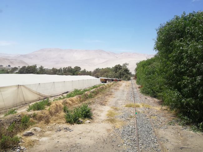 Angrenzend zur Atacama Wüste werden rund um Arica aufgrund des Wüstenklimas und Bewässerungsmöglichkeiten durch Andenwasser verschiedenste Obst- und Gemüsesorten angebaut (z.B. Bananen, Mango, Maracuja, Tomaten, Oliven etc.). 