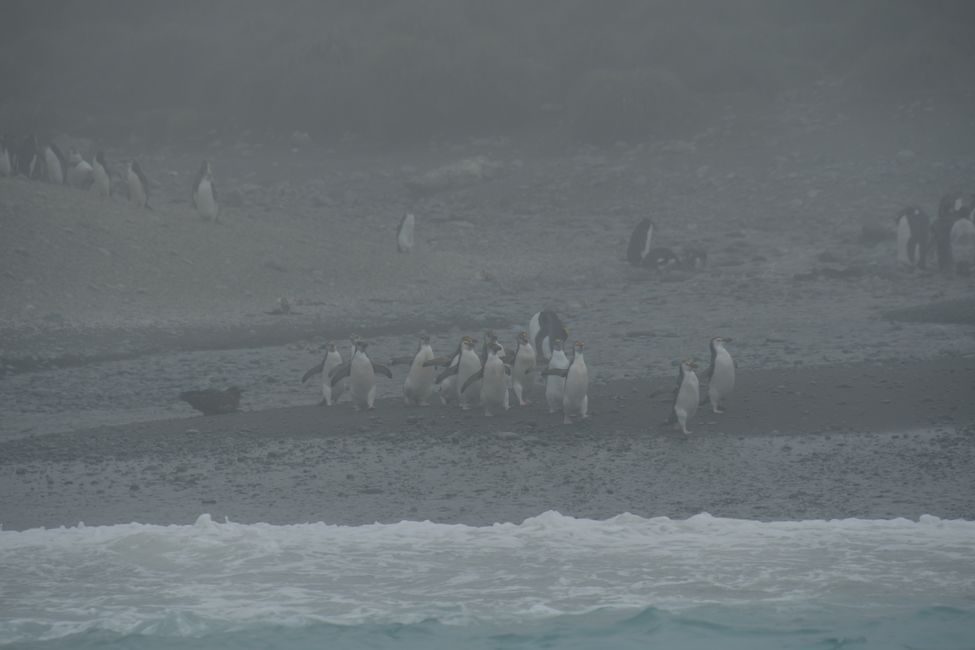 Macquarie Island - Royal Penguins