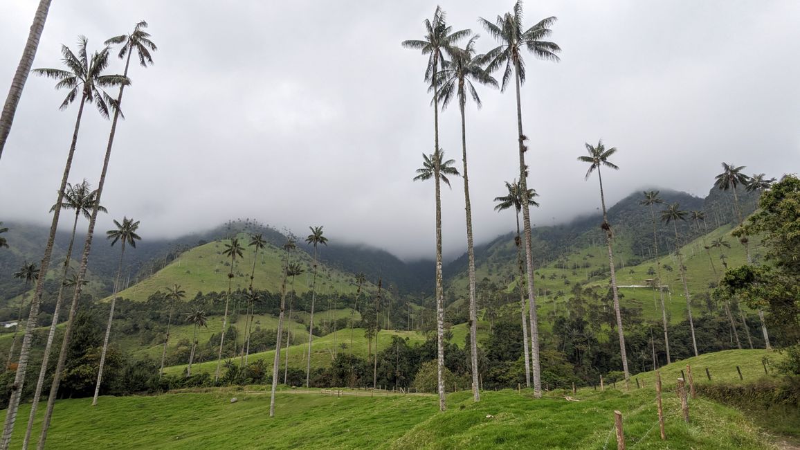 Day 6 Salento Hike in the Valle de Cocora