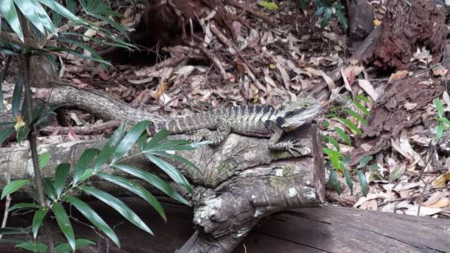 Water dragon in the rainforest