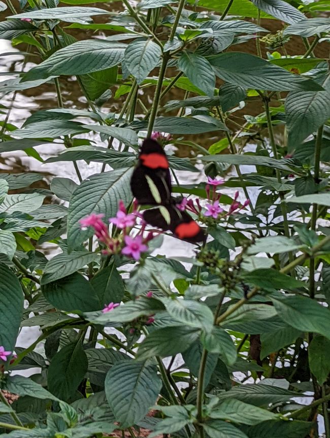 07.06.2022 - Vogelpark und Wasserfälle