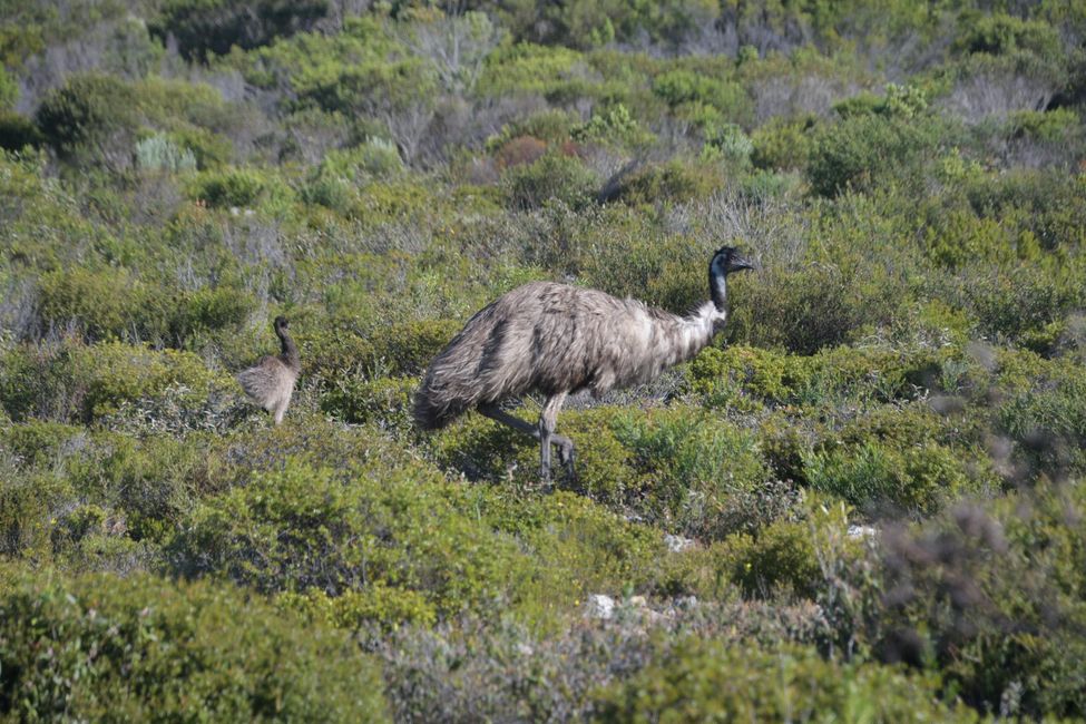 Coffin Bay NP - Emus