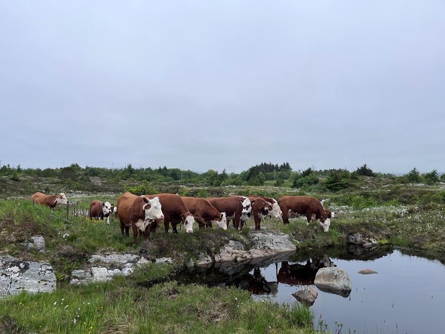 The Photo Cows
