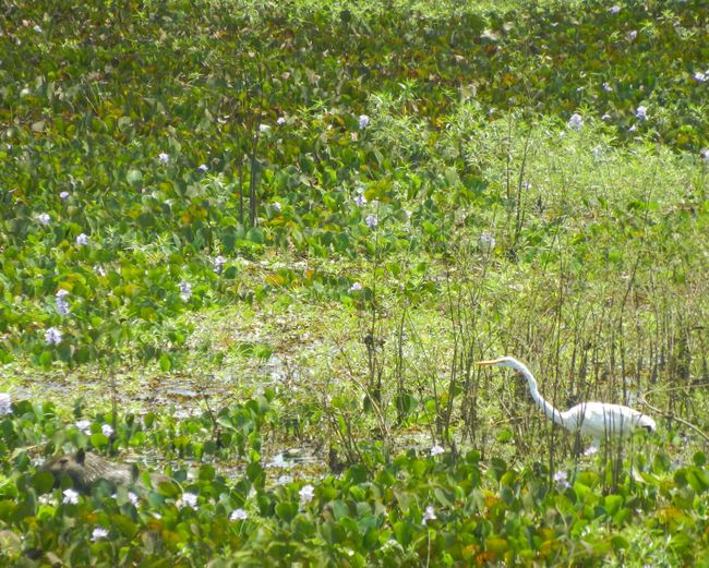 Pantanal Heron + Capybara