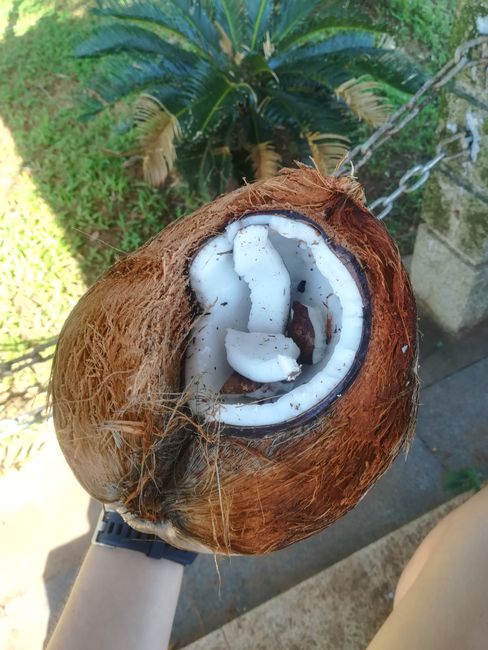 Delicious fresh coconut 😊