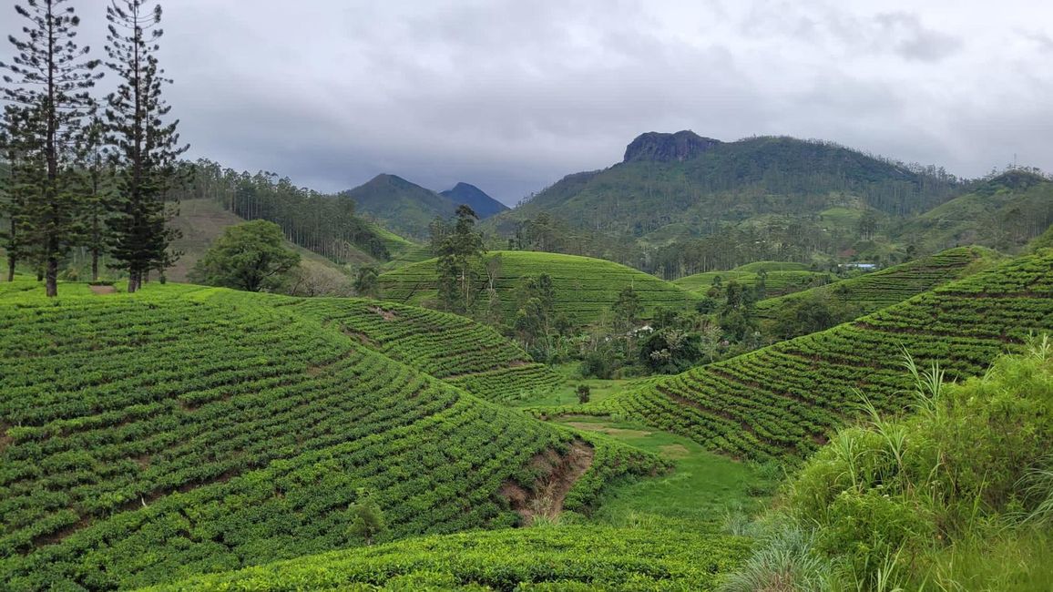 Die Hügel mit den Teeplantagen